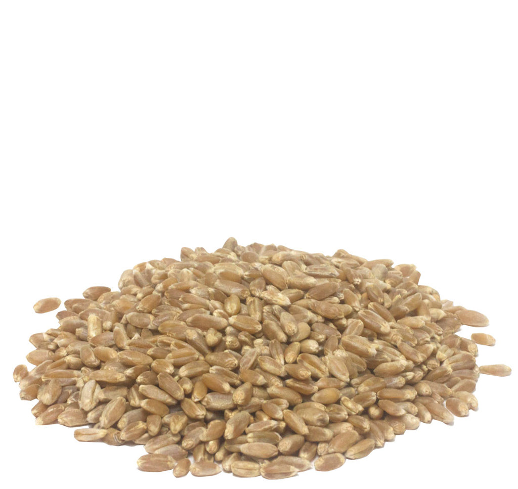 Organic Wheat Grain, For Sprouting, Family Farm Organics (454g) - Hu Organics